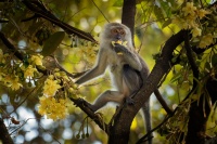 Makak javsky - Macaca fascicularis - Long-tailed Macaque o3674-1
